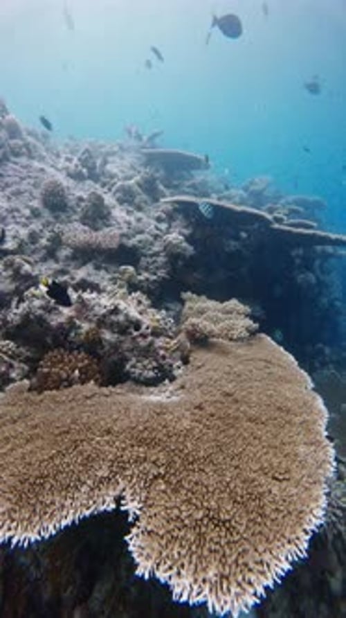 Tropical Ocean Scenery with Corals and Fish Underwater Vertical Footage