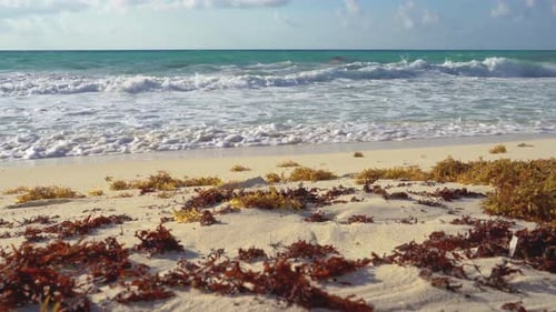 Tropical sea waves crashing onto the white sandy shore next to seaweed, while golden sun rays shine