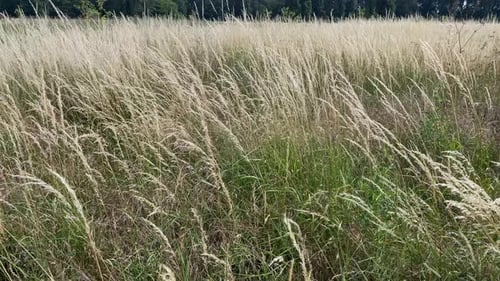 A Field Of Yellow Wild Grasses Sway In The Wind
