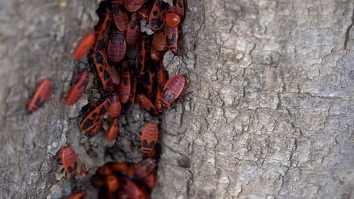 Les Firebugs européens se réunissent le