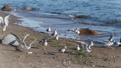 Viele Schwarzmöwen kämpfen vor dem Hintergrund des Meeres um Nahrung