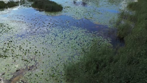 Stunning Aerial Footage Capturing the Tranquil Beauty of Wetlands with Lush Vegetation and Water