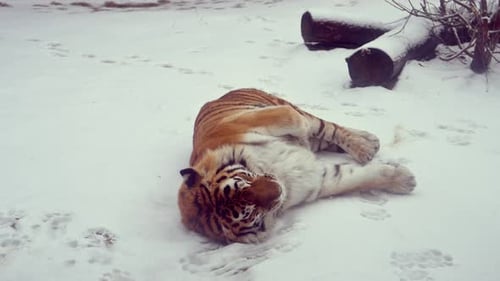 4K120 Fps Super Slow Motion Video of Big Male Siberian Tiger Panthera Tigris Altaica in Cold Winter