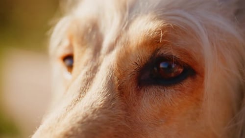 Intimate CloseUp of a Dog's Eye Capturing Its Unique Expression and Emotion in Natural Light During