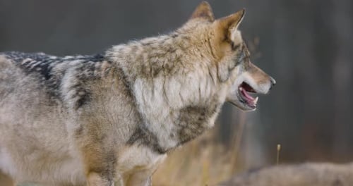 Large Male Grey Wolf in Pack Standing in the Forest
