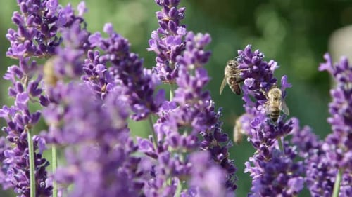lavender field in region, lavender flowers close up