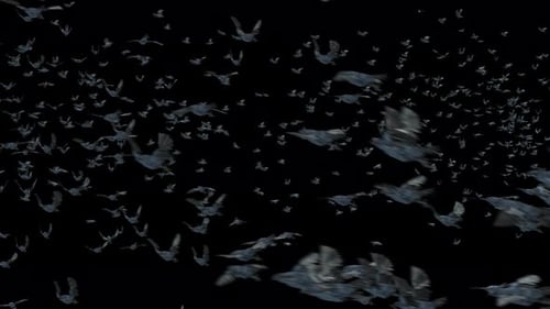 Flock of Crows Flying in Seamless Loop with Alpha Channel