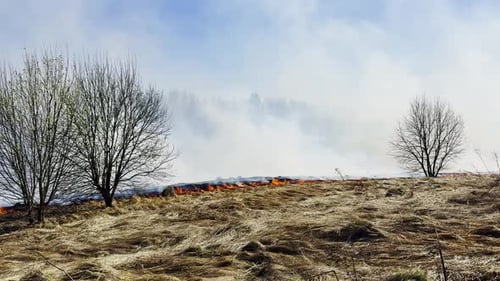 Dry Grassland Wildfire Spreading Across Open Field with Leafless Trees Under Hazy Smokefilled Sky