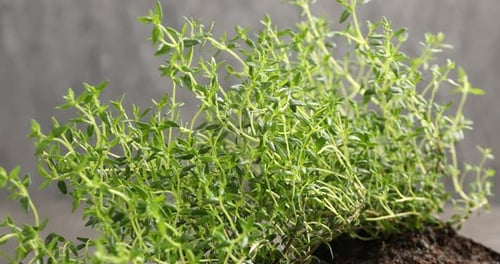 Spraying fresh thyme with water on light background, closeup. Aromatic herb