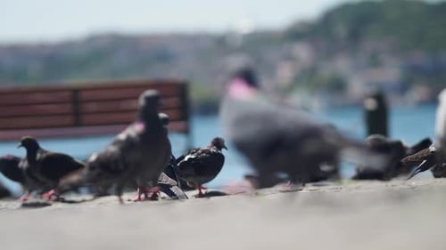 Tauben versammeln sich an der Küste in sonniger Lage