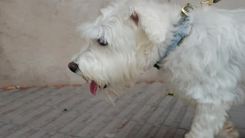 Fluffy White Dog Walks Calmly on City Sidewalk