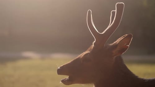 Side View Of Deer Basking In Warm Sunlight