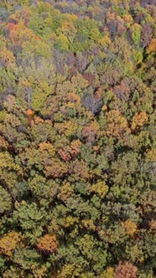 Aerial top view forest. Vertical video