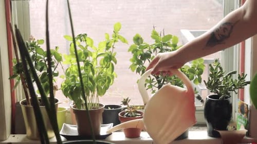 Une personne tatouée arrose des plantes sur le rebord de la fenêtre par une belle journée ensoleillée. Apporter la nature
