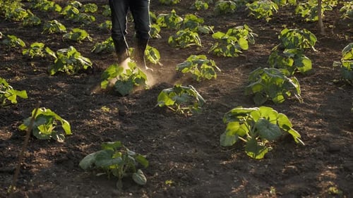 Plantation Field Working Farmer Spraying Pesticide Sprayer Garden Farm Vegetable Garden Spraying