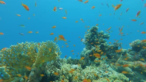Beautiful Underwater World of the Red Sea Many Colorful Fish Live Near the Colorful Coral Reef