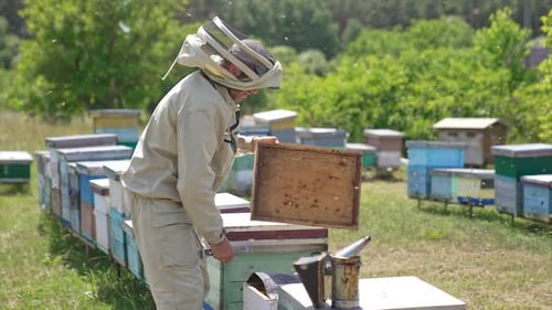 Work at apiary on sunny summer day. Two male beekeepers open beehives to check them.