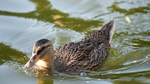 Wild duck swimming pond. Bird green water float back. Mallard river. Quack lake.
