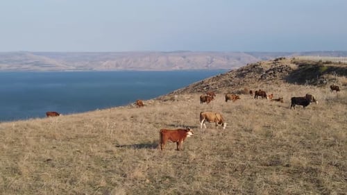 Aerial Panning Shot Of Domestic Cattle Grazing On Mount Arbel, Drone Flying Over Mountain