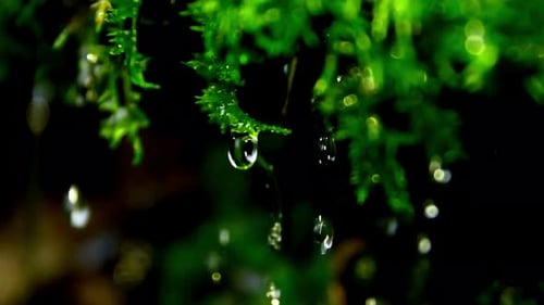 Water Drop Falling