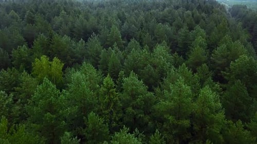 A bird's-eye view of spruce and pine trees with fresh green branches