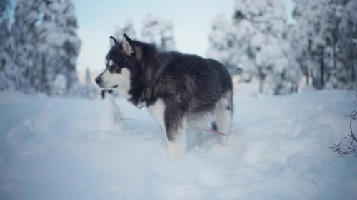 Alaskan Malamute Pet Dog Standing In Deep Snow - Close Up
