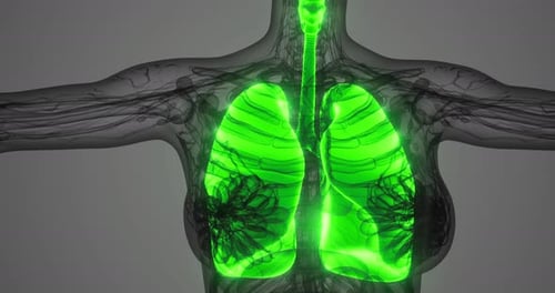 Detailed View of Human Lung Anatomy with Highlighted Structures in Green