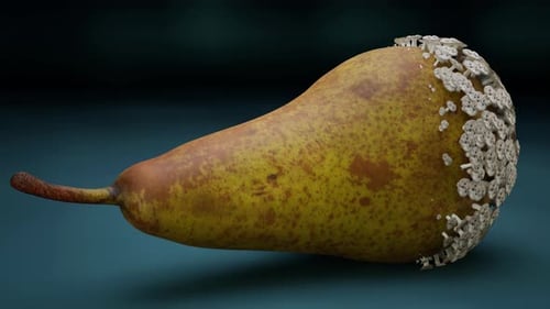 Realistic Mold Growth on Pear 3D Animation