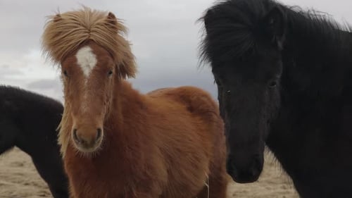 Horses Standing Still in a Rural Field