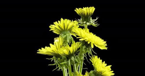 Zeitraffer beim Öffnen einer Pusteblume, Nahaufnahme, Makroaufnahme einer blühenden Blumengruppe, Zeitlupe