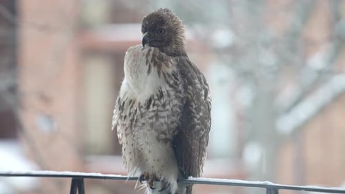 A young bird of prey perches on a railing in a snowy cityscape