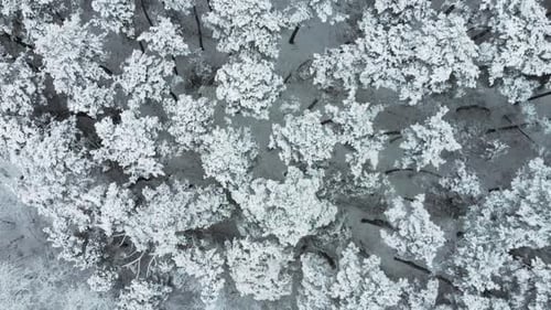 The camera pointed down to the snowy treetops. Winter season in the forest with a lot of snow.