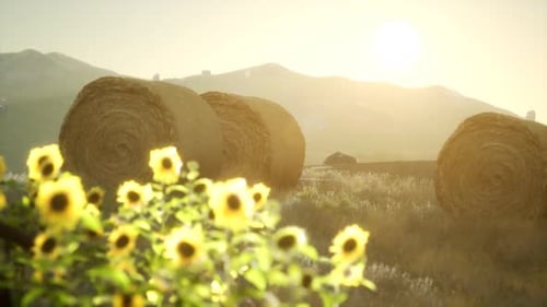 Golden Hour Hay Bales and Sunflowers in a Field