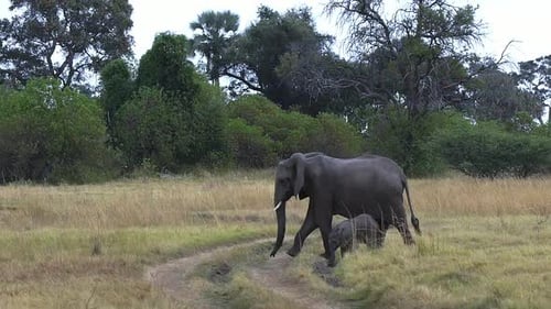 Elefantenbaby und seine Mutter überqueren eine Fahrzeugspur in Botswana