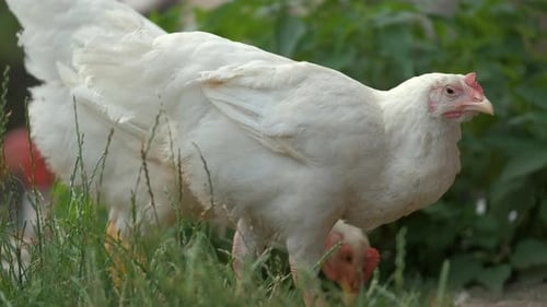 Chickens Pecking in Green Grass on Farm