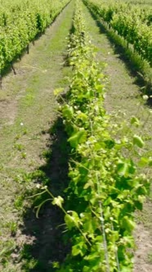 Vertikales Video der Weinberge aus der Luft
