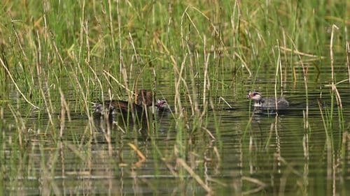Horned Grebe Feeding Duckling Fish While Swimming Through Marsh Grass in Norway