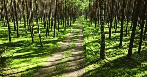 Green forest and footpath in spring at sunlight, Poland.