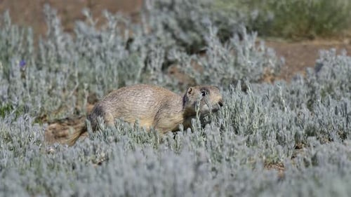 White-tailed prairie dog (Cynomys leucurus) adult eating sage busches on the prairie