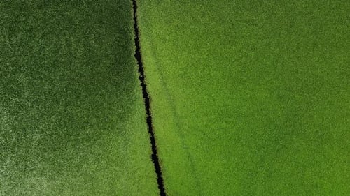 Green nature background. Aerial view of wetlands in Skadar lake. Boat road between by green lily pad