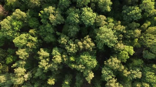 Drone Shot of Green Forest Treetops in Summer Evening Background of Green Trees in the Forest
