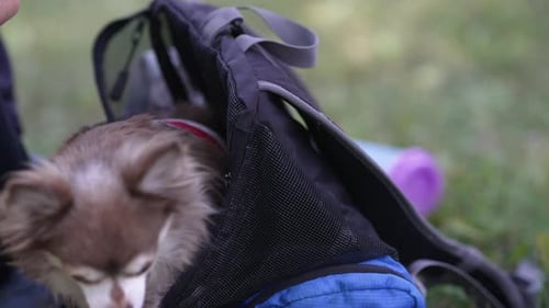 Happy chihuahua, dog in the garden in slow motion. Close up shot of a adorable dog in a red harness