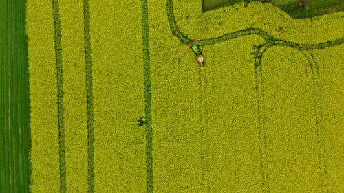 Agricultural Tractor Spraying Rapeseed Fower Leaving Wheel Track On The Field. - aerial