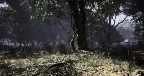 Forest Landscape with Dense Trees and Undergrowth During Daylight Hours