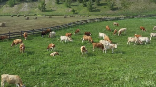 Cattle Grazing Peacefully in a Green Pasture