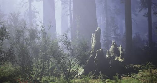 Mysterious Forest Landscape with Fog and Towering Trees at Dawn
