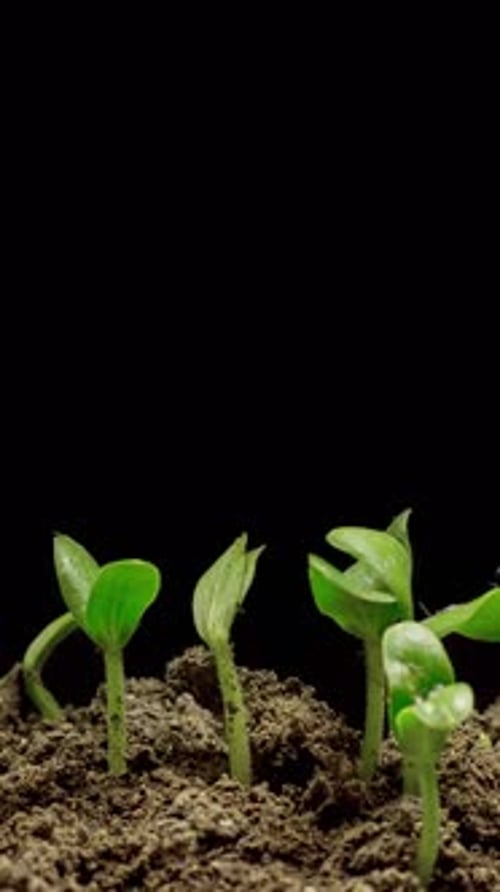 Seedlings Sprout from Soil in Time Lapse