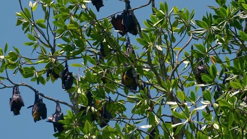 Zorro volador, megabat, murciélago frugívoro durmiendo en un árbol colgado boca abajo. Animal vampiro salvaje y nocturno