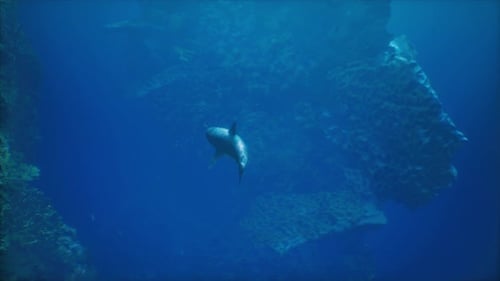 A Large Shark Swimming Over a Coral Reef