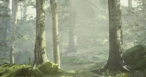 Serene Forest Landscape with Sunlight Filtering Through Trees